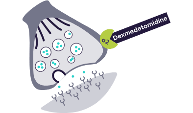 Graphic showing dexmedetomidine binding to the alpha-2 receptors to help block the release of norepinephrine. Some norepinephrine is still being released.