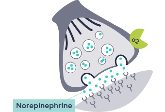 Graphic showing overproduction of norepinephrine during a major stress response